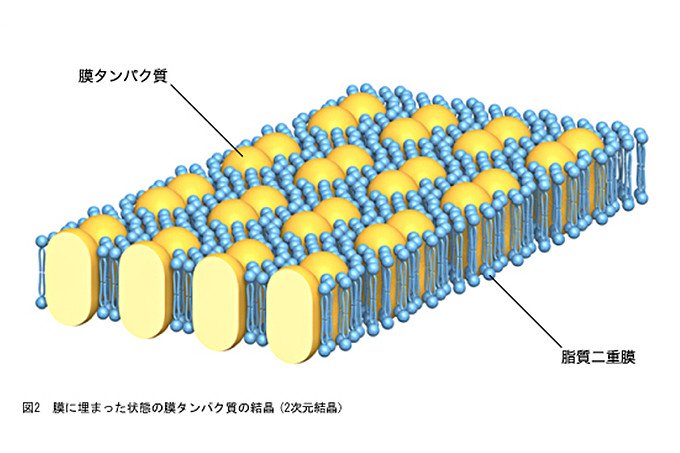 膜タンパク質の形を描き出し、創薬に貢献する電子顕微鏡の開発 | NEDO