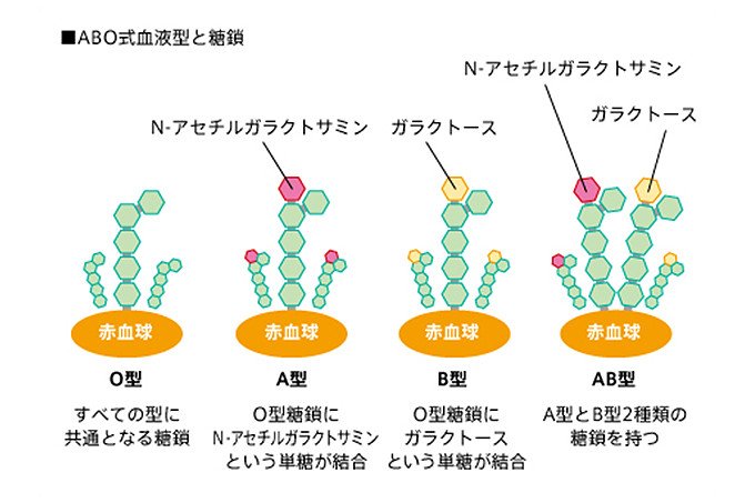 糖鎖研究の原料とツールを大量合成、生命現象の鍵「第3の鎖」の解明と応用を加速 | NEDO | 実用化ドキュメント