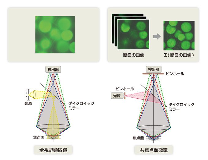 生きたまま細胞の姿をとらえる、共焦点レーザースキャナの開発 | NEDO