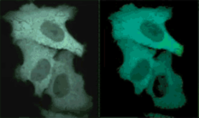 【極美品】角結膜がみえてくる生体共焦点顕微鏡検査 IN VIVO BIOPSY 角結膜がみえてくる 生体共焦点顕微鏡検査−In vivo Biopsy | 近