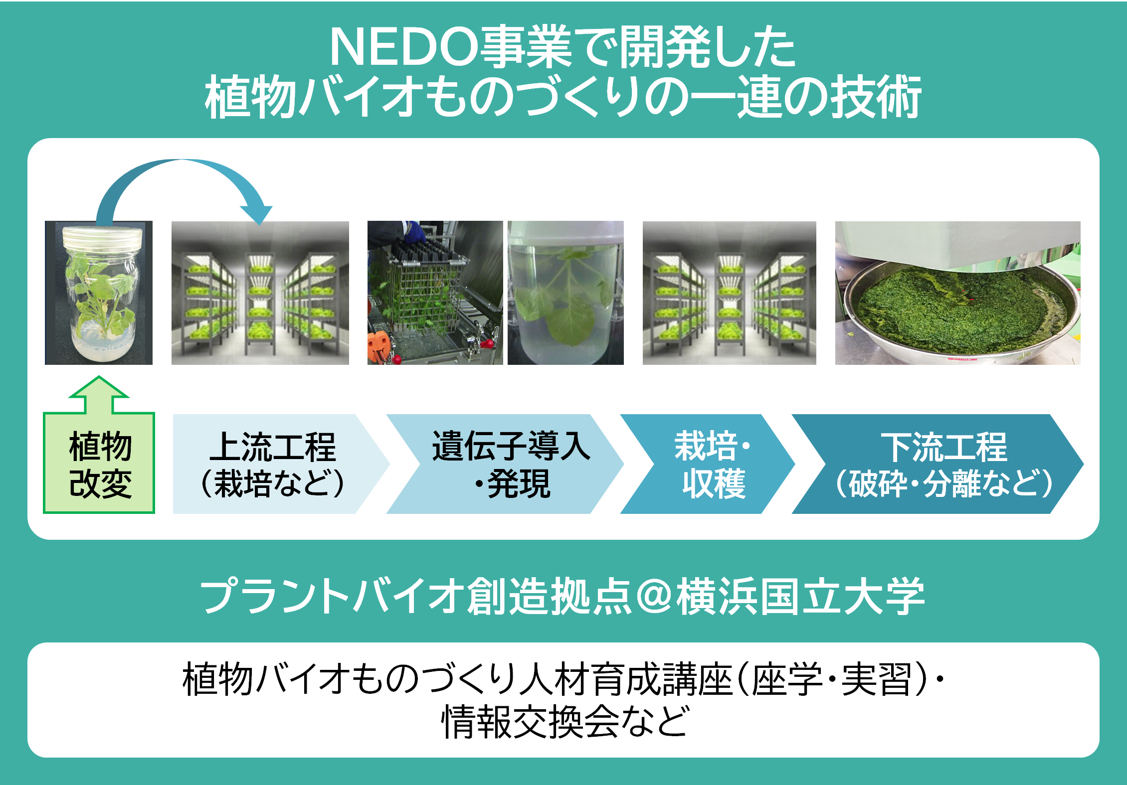 img_nikkan_260617_Fig_PlantBiotechnology_1.png