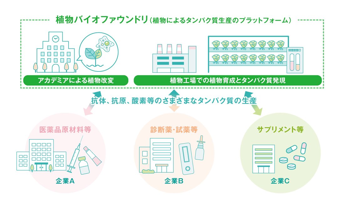 図｜植物バイオファウンドリ（植物によるタンパク質生産のプラットフォーム）